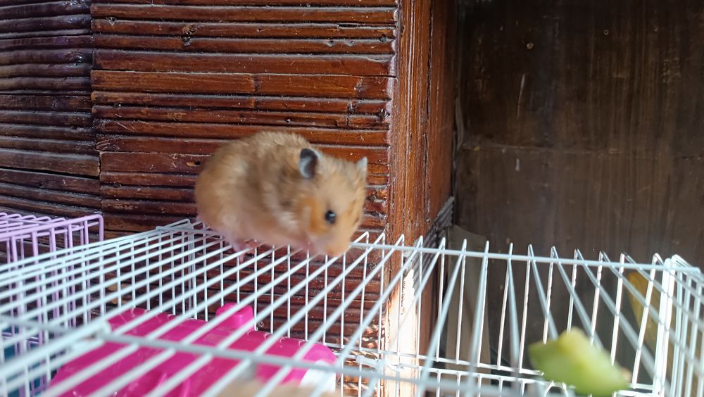 Продаются хомяки