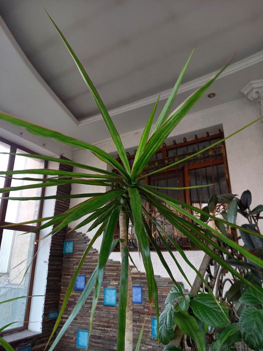 Тропические растения