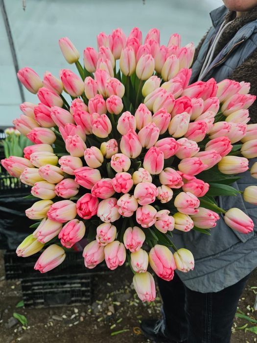 Тюльпаны по выгодным ценам