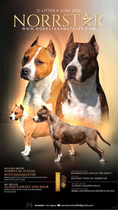 Amstaff cu pedigree din linii exclusiv americane