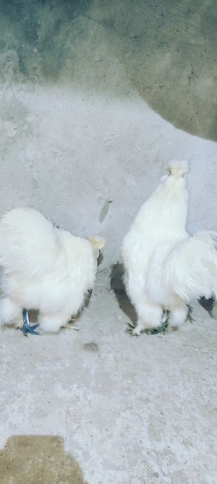 Cocosi de Matasevand sau  schimb