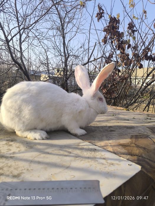 Flandr quyon sotiladi manzil Navoiy