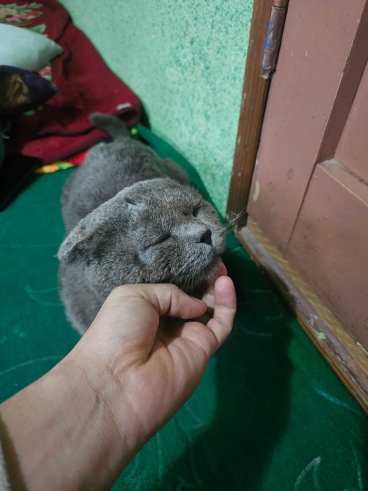 Scottish folder  вазка