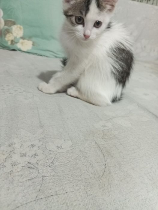 Бесплатно отдам котенка