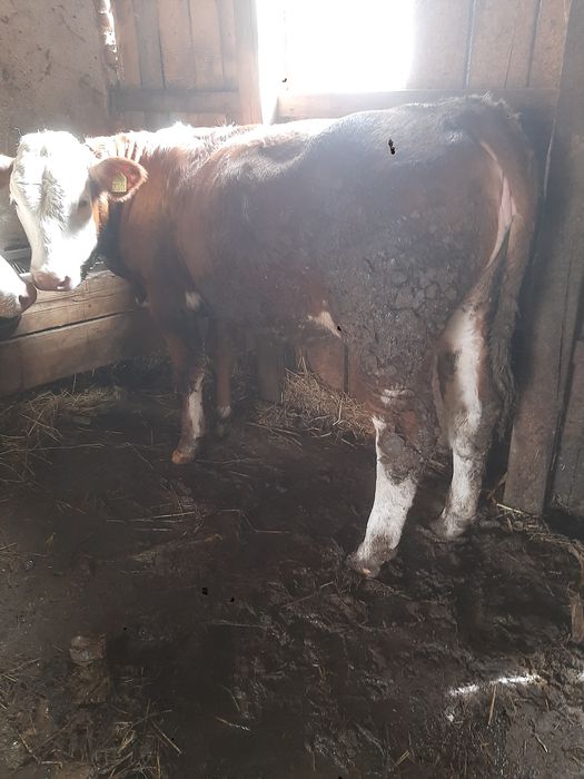 Vitea baltata românească