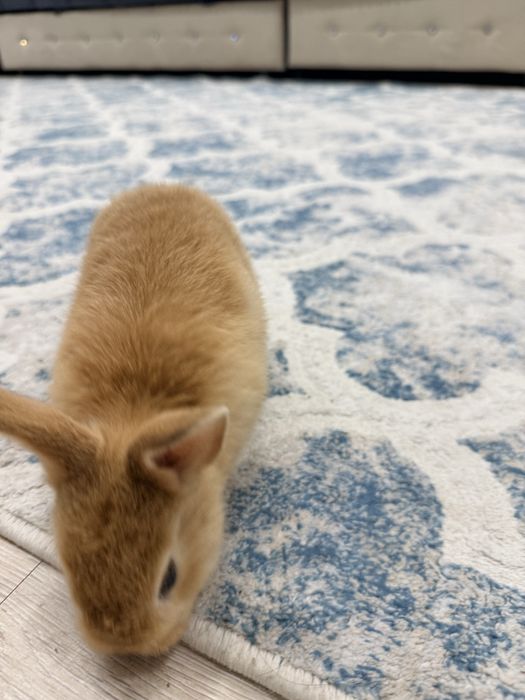 Кролики декоративные