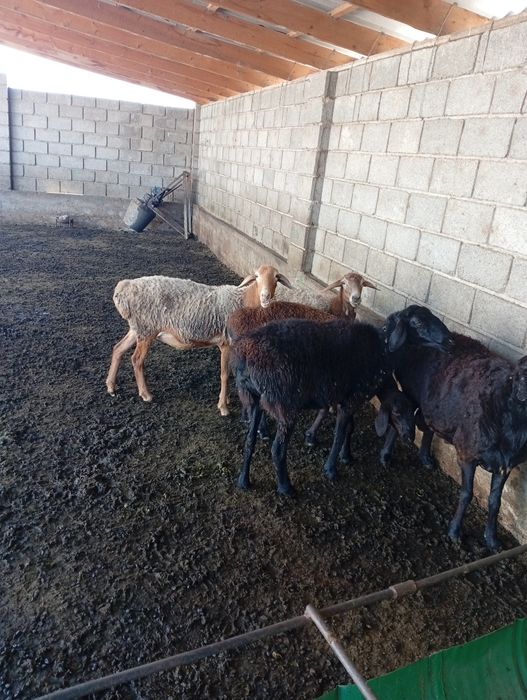 Қойлар сатыладыы