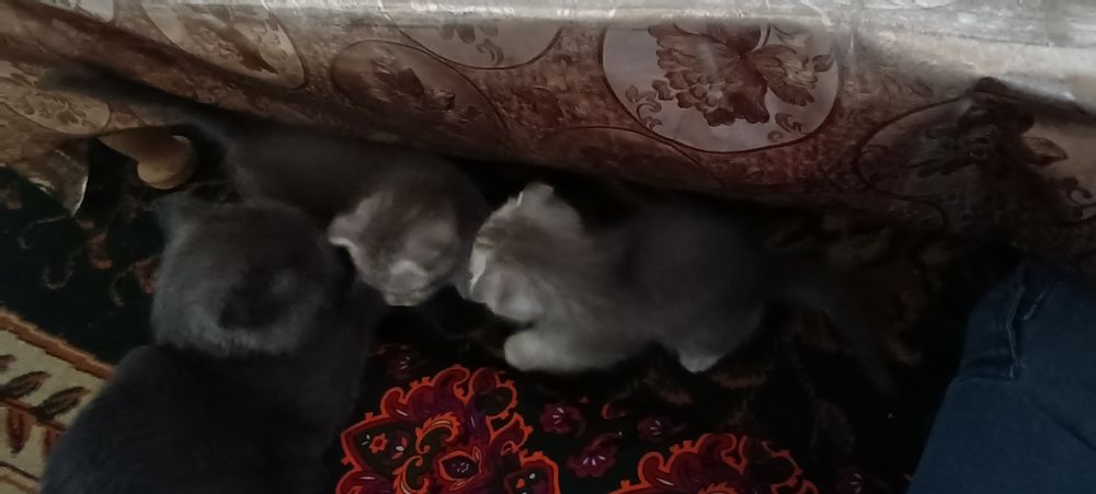 Мушукчалар сотилади шотланд