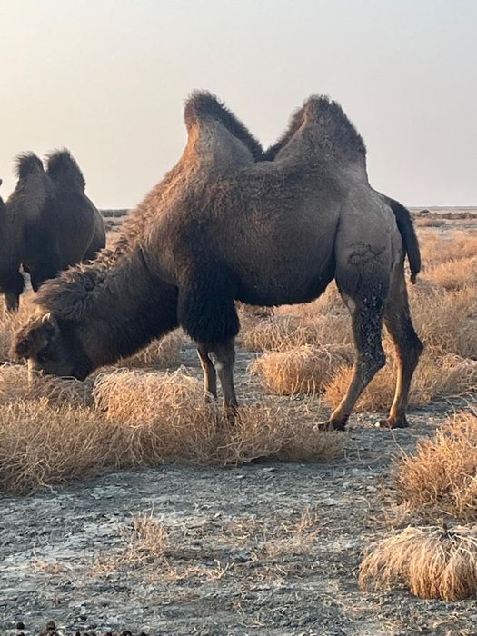 Түйе сатылады буаз