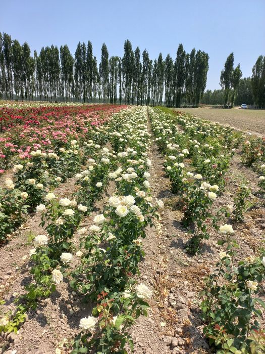 Atirgul ko'chatlari sotiladi