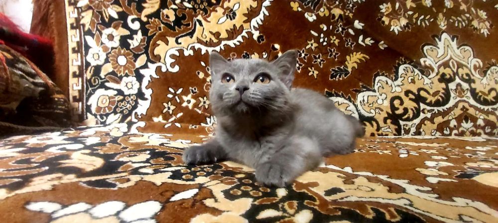 Шотландские котята