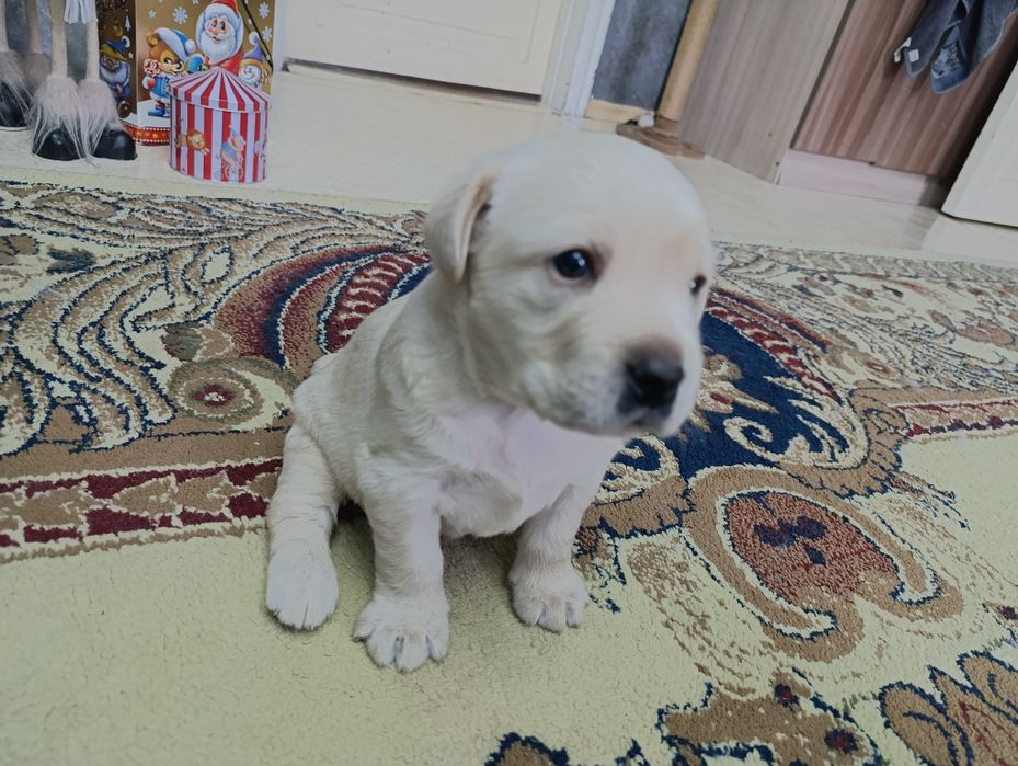 Лабрадор-ретривер