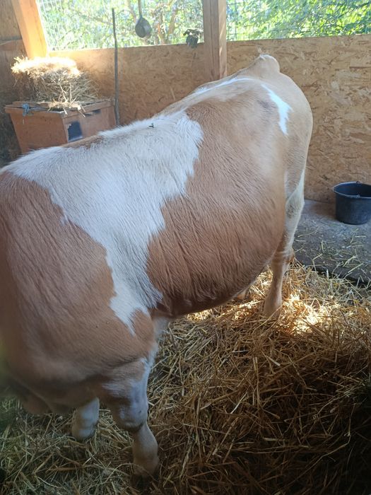 Vând Junincă bălțată românească