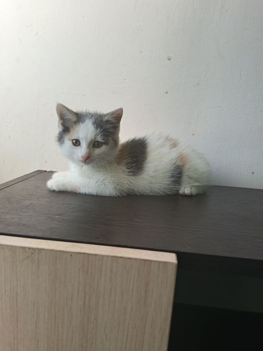 Котёнок девочка 2 месяца.