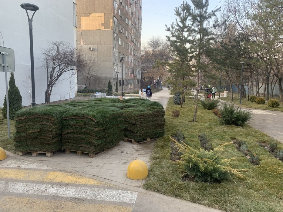 Газон озеленение