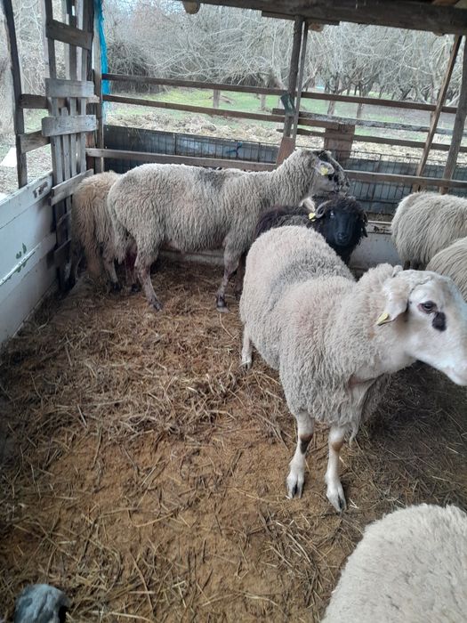 Vand berbec de carne