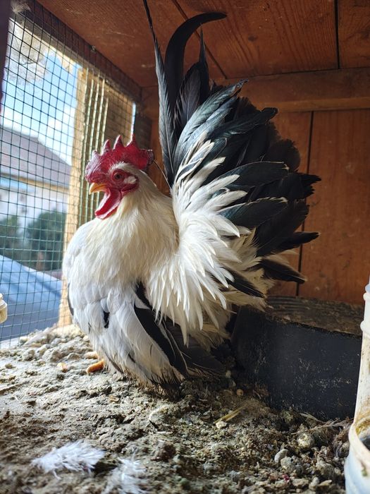 Vând găinuțe chabo