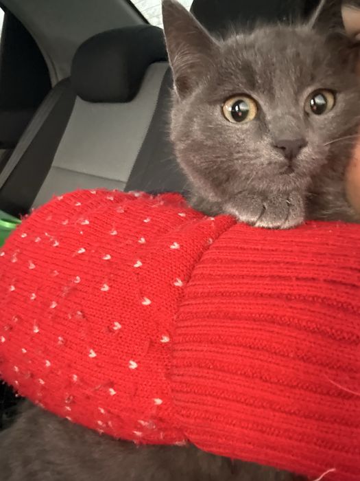 Домашние котята — только в добрые руки