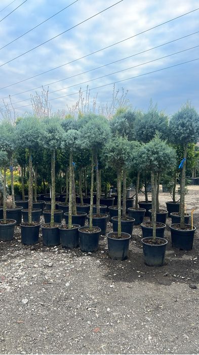 Plante ornamentale de orice specie si dimensiune livram oriunde in tar