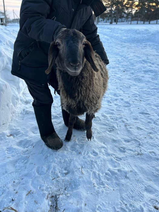 Кошкар  гесарский