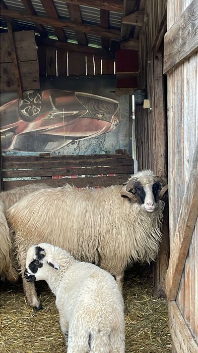 Vând o capra mioara