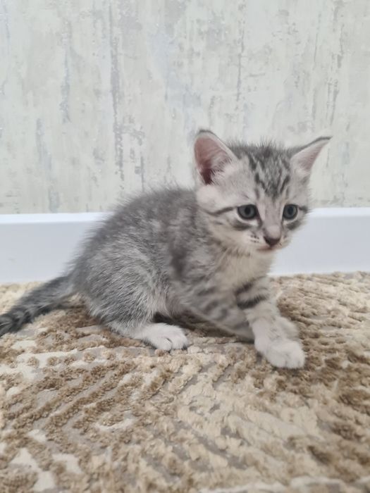 Котята маленькие