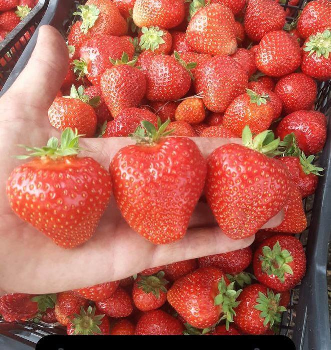 Stoloni Capsuni A+ Unifer/Remontant