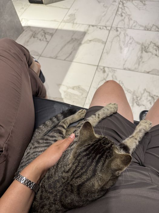 Отдам Кота в добрые руки