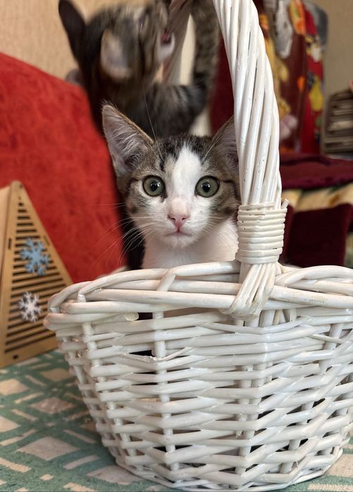 Котята ищут домик