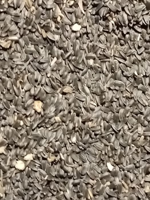 Vindem griu, orzoaica și floarea soarelui