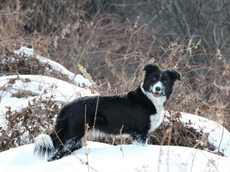 Продам щенков Бордер колли