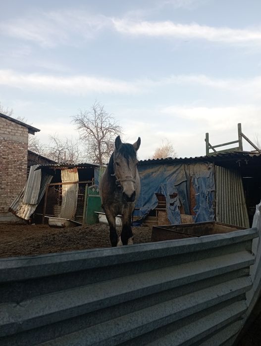 Лошадь жылкы айгыр