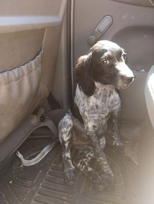 Куче бретон шпаньол женско подарява