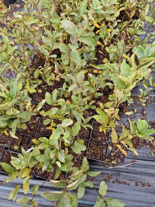 Лоницера Камчатика Войтек - Майска боровинка