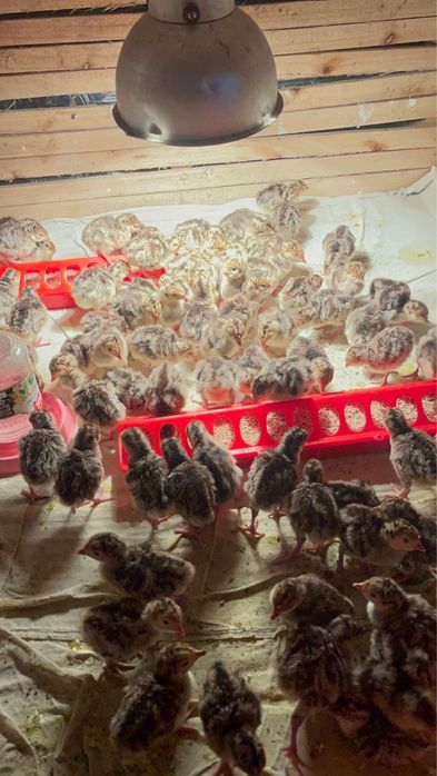 Индюк Бронза 708