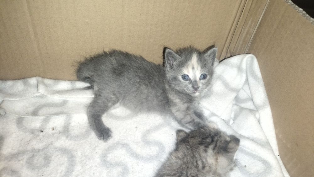 Отдам бесплатно котят