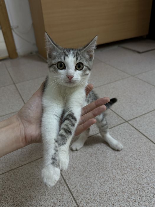 Котенок мальчик
