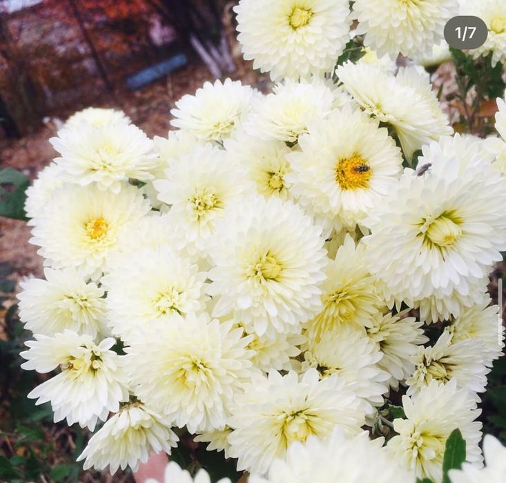 Саженцы, цветы продаются