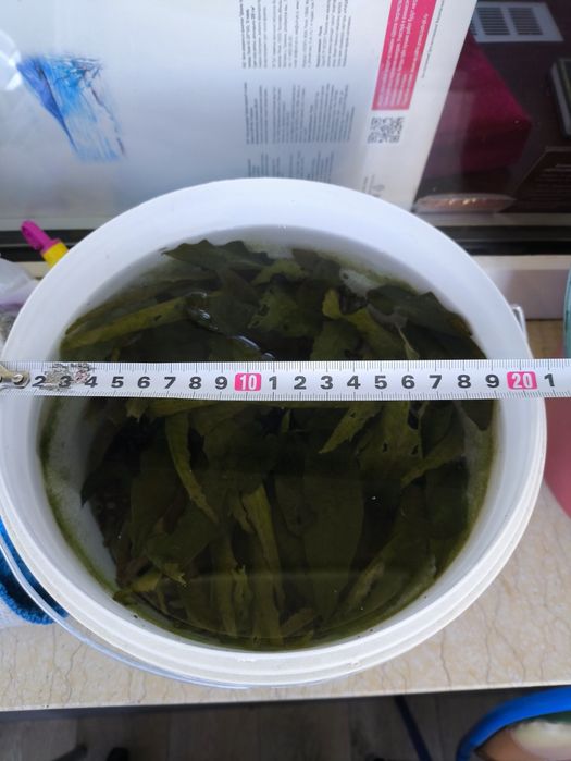 Криптокорина, растение в аквариум