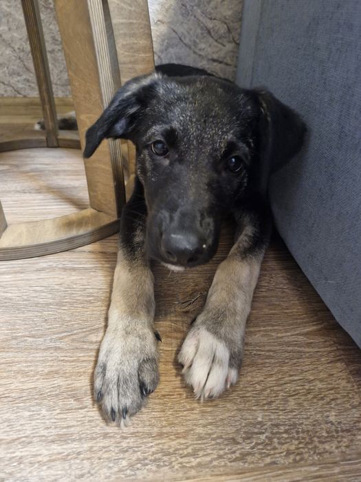 Щенок девочка 3,5 месяца