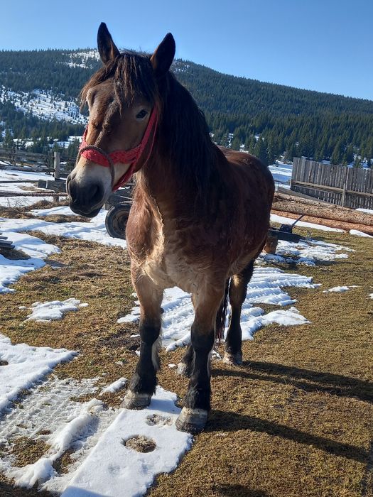 Vând  mânz  învățat