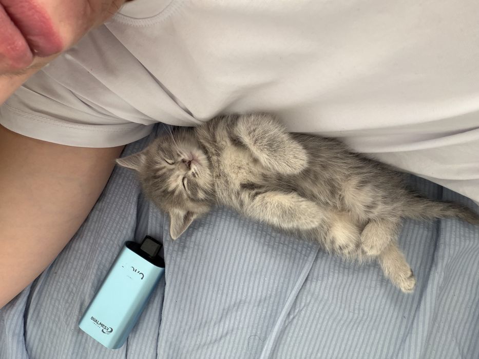 Отдам котенка бесплатно