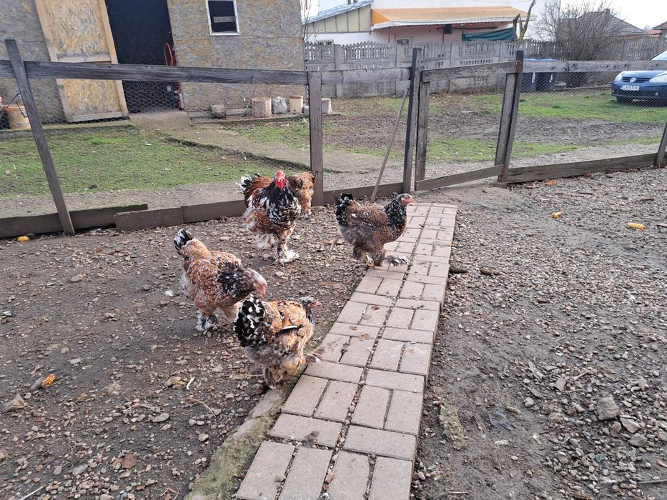 Vand oua incubat brahma portelan