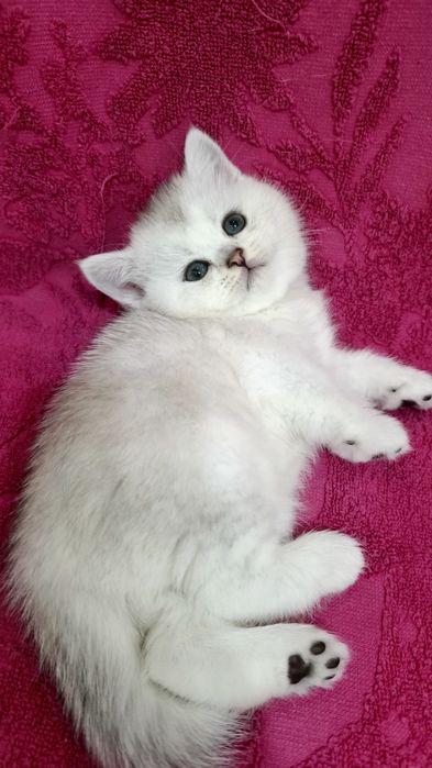 Продаётся чистокровная британская девочка серебристая шиншилла