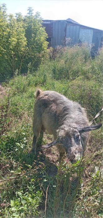 Срочно сатам 2 ешкы