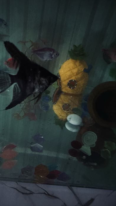 обмен Скалярий рыба самка