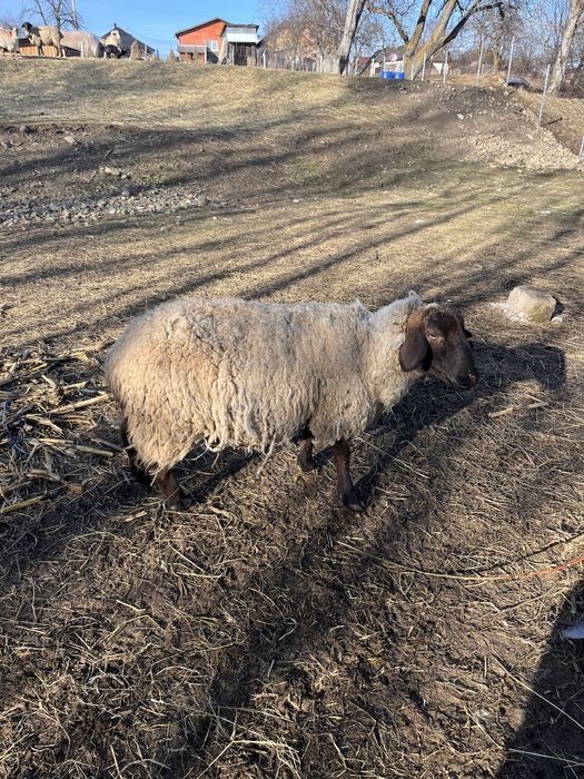 Vand iezi si ieduțe metis anglo nubian