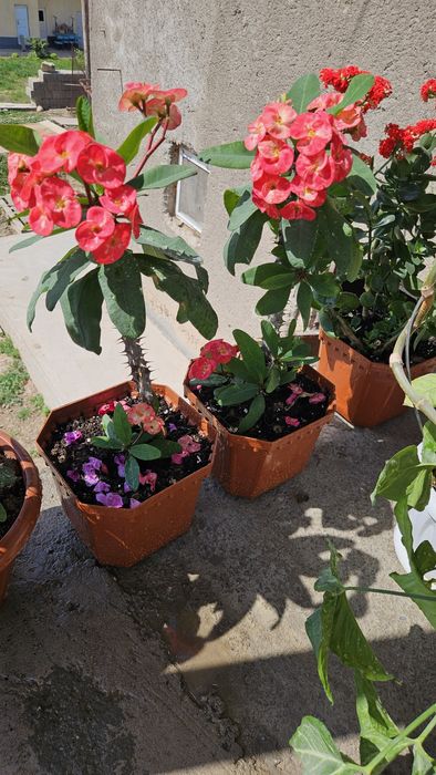 Цветы  для дома горшочках !!!