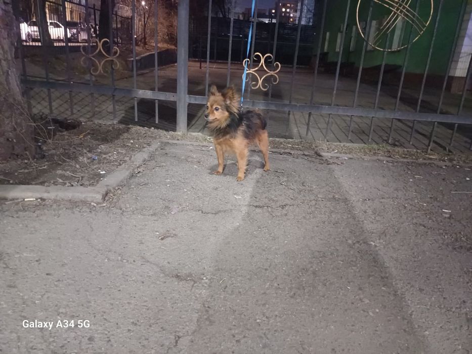 Отдам длинношерстного той-терьера