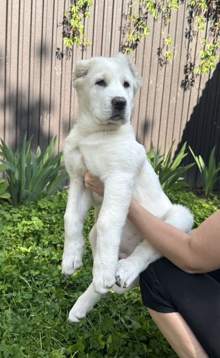 Щенки Алабая девочки